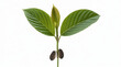 © hohe - Young green plant sprout with two large leaves and two small seed leaves on white background
