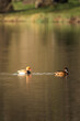 © Rudolf - pair of red-crested pochards (netta rufina) swimming on a calm pond surface. beautiful waterfowl in golden evening light. peaceful nature scene from south moravia, czech republic. wild ducks on water