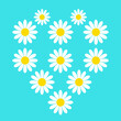 © 张锋 - Heart Shape Made of Daisy Flowers on Turquoise Background, Romantic Floral Pattern and Spring Nature Concept Vector Illustration for Greeting