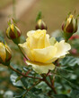© Shamil - yellow rose bloom surrounded by buds in natural garden soft focus background