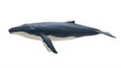 © Abdul - A large dark blue whale toy with white underbelly is swimming on transparent background