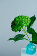 © Veronique - Green hydrangea stem with large leaves arranged in a small blue glass vase against a plain gray background.