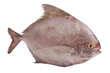 © Suttiwat - Black pomfret fish isolated on white background.