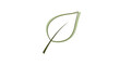 © Camille - Simple green leaf illustration with a single line stem and soft green fill color isolated on white for minimalist nature concepts.