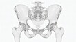 © PAKHADI - Transparent Human Pelvis Bone Anatomy 3D Illustration with Skeletal Details on White Background