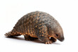 © Maryna - Javan pangolin animal on white backdrop. Mammal with scales, pointed snout, claws. Critically endangered species in Asia. Conservation effort subject.