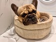 © natispace - A fawn-colored French bulldog dog in a close-up home environment