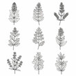 © panca - A set of nine minimalist black and white botanical line art icons including various herb leaves, wildflowers, and medicinal plant sprigs isolated on a plain white background.