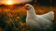 © QuietWord - White chicken standing in a grass field at sunset, warm golden light creates soft shadows and peaceful rural atmosphere, natural farm scene with calm and rustic countryside mood