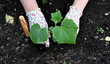 © Svetlana Verbitskaya - Female hands in gardening gloves hold cucumber seedlings before planting in the soil, space for text
