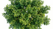 © AsmArif - Green deciduous tree on a with summer foliage tree crown tree silhouette tree growth cycle deciduous vegetation seasonal woodland as transparent PNG