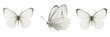 © imageworld - Set and collection of white butterfly isolated on white transparent png background