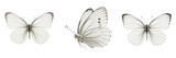 Set and collection of white butterfly isolated on white transparent png background