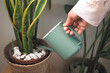 © Towfiqu Barbhuiya  - Watering a houseplant in a bright room during the day