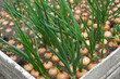© Andrii - Old onions planted in a bed for young greens. Young green onions sprouting on peat in a greenhouse.