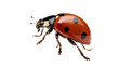 © Ophelia - Red ladybug with black spots crawling on legs