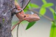 © วอน จังมึง - Oriental Garden Lizard: This species is commonly found around houses, gardens, and wooded areas. They are highly adaptable and able to camouflage themselves well on tree branches.