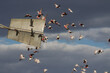 © Austockphoto - Galahs flying past a windmill tail