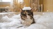 © rifqi akhdan - Tabby cat sitting in a bubbly foam-filled bathtub during grooming.