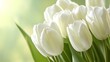 © Bilkis Akter - A beautiful bouquet of white tulips with green leaves on a blurred green background