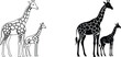© Aroti - African giraffe and calf silhouettes with intricate skin pattern line art isolated on white.