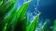 © LU - photosynthesis. Underwater view of aquatic plants with rising oxygen bubbles, serene sunlight. ESG reports, sustainability campaigns, designed for sustainability communications and ESG reporting.
