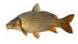© Rubel - Single common carp fish with golden scales, isolated on a white background, side view