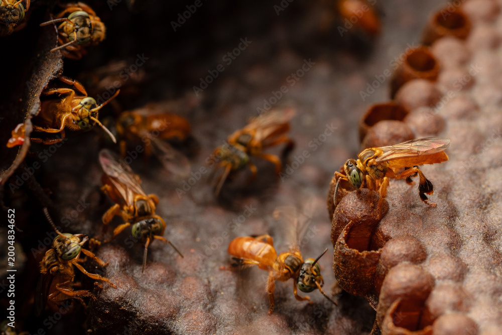 Macro photograph of small native stingless bees from the Amazon, an ...