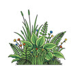 © Sem - Colorful illustration of various green plants.