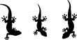 © Amowara - Set of gecko lizard silhouettes in different poses isolated on white background reptile animal black vector illustration collection