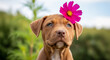 © MissBeauty - Dog face close up with pink and purple flower bloom on blurred green summer background, copy space for pet greeting