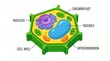 © natthakorn - Educational Plant Cell Anatomy and Organelles Illustration