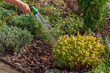 © Andrii_Abriutin - Gardener watering plants with a hose in a sunny garden bed with mulch