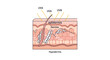 © MFelicity - Medical Illustration of Human Skin Layers and UV Radiation