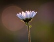 © Maya - A white flower stands alone against a dark bokeh background