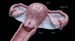 © Robson - Realistic Female Pelvic Internal Organs Anatomy Visualization