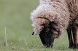 © Damian - A sheep with soft, fluffy wool grazes on fresh green grass in a serene countryside setting. The bright day creates a calm and tranquil atmosphere all around