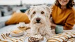 © Pinklife - A happy golden retriever enjoys a delicious breakfast with its owner, showcasing a heartwarming moment filled with companionship, love, and comfort in a stylish outdoor space.