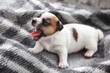 © Tatyana Gladskih - Newborn Puppy is lying on white blanket