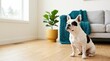 © OlgaNeuroArt - White French bulldog with black patches sitting on a wooden floor. Small pet dog in a bright minimalist living room interior