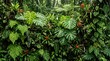 © ikhsan - Lush jungle foliage with vibrant red bromeliads and large tropical leaves creating a dense, verdant wall of green