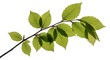 © Jepit - Branch with vibrant green leaves isolated on white background
