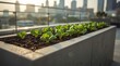 © Danial - Urban Garden Oasis: A flourishing rooftop garden provides a tranquil escape with vibrant greenery set against the backdrop of a bustling city, representing the harmony between nature and urban living.
