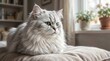 © Lisicus - Silver Persian cat lounging on beige cushion by sunlit window. Long-haired feline with green eyes in cozy home interior