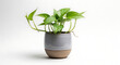 © MdRahat - Vibrant Green Pothos Houseplant in Modern Ceramic Two-Tone Pot Isolated on White Background
