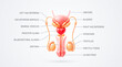 © MdAbdullahAl - Anatomy of the male reproductive system with labels