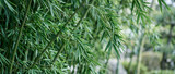 This close-up shot showcases dense, vibrant green bamboo foliage and stalks in a peaceful natural outdoor setting, with soft blurred background.