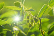 © Fleuronica - Bright sunlight shines on soybean plants growing in a field during the afternoon hours of summer