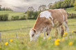 © Annabell Gsödl - Young cows grazing on meadow in free range system sustainable livestock farming and local meat production
