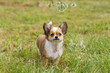 © Lina - Long-haired Chihuahua puppy, Canis lupus familiaris, standing in green grass during daytime. Small tricolor dog with erect ears looking at camera in garden. Outdoor portrait of domestic canine.
